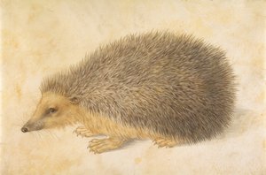 Erinaceus roumanicus sündisznó, 1584 előtt.