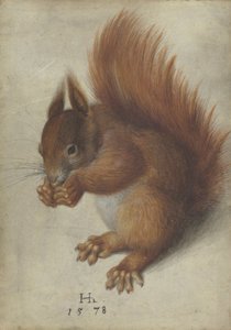 Vörös mókus alkotó: Hans Hoffmann
