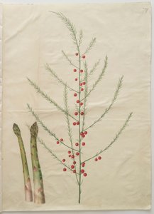 Asparagus officinalis a Gottorfer Codex albumból, 1650 körül (gouache pergamen) alkotó: Hans Simon Holtzbecher