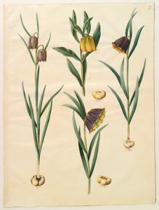 Fritillaria meleagris a Gottorf Codex albumról, 1650 körül (gouache pergamen)