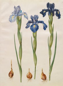 Iris xiphiodes a Gottorfer Codex albumról, 1650 körül (gouache pergamen)