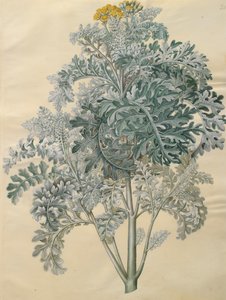 Jacobaea maritima a Gottorfer Codex albumról, 1650 körül (gouache pergamen)