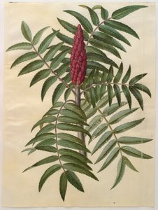 Rhus typhina a Gottorfer Codex albumról, 1650 körül (gouache pergamen)