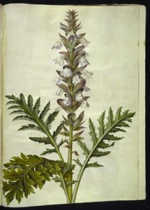 Acanthus hungaricus (hungarsk akantus) alkotó: Hans Simon Holtzbecker