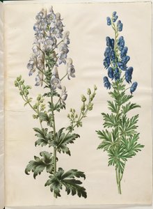 Tarka akonit (broget stormhat); Aconite napellus (Ægte stormhat) alkotó: Hans Simon Holtzbecker