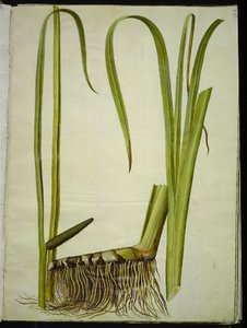 Acorus kalmus (almindelig kalmus) alkotó: Hans Simon Holtzbecker