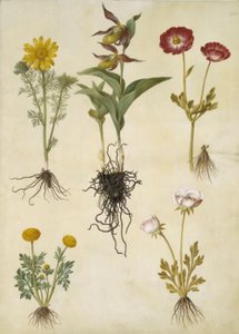Vernal Adonis (vår-adonis); Cypripedium calceolus (stor fruesko); ázsiai ranunculus (have-ranunkel); Boglárka (art af ranunkel) alkotó: Hans Simon Holtzbecker