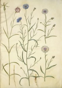 Agrostemma githago (közönséges kőzet); Centaurea cyanus (búzavirág) alkotó: Hans Simon Holtzbecker