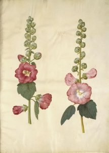 Alcea rosea (have-stokrose) alkotó: Hans Simon Holtzbecker