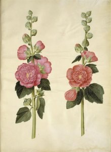 Alcea rosea (have-stokrose) alkotó: Hans Simon Holtzbecker