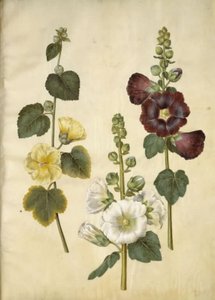 Alcea rosea (have-stokrose) alkotó: Hans Simon Holtzbecker