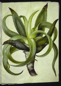Aloe (aloe) alkotó: Hans Simon Holtzbecker