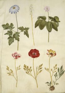 Anemone apennina (Apennines kökörcsin); Tiarella cordifolia (közönséges habvirág); Anemone trifolia (hármas kökörcsin); Ranunculus asiaticus (kerti boglárka) alkotó: Hans Simon Holtzbecker