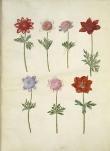 Anemone coronaria (fransk anemone) alkotó: Hans Simon Holtzbecker