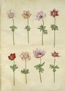 Anemone coronaria (fransk anemone) alkotó: Hans Simon Holtzbecker