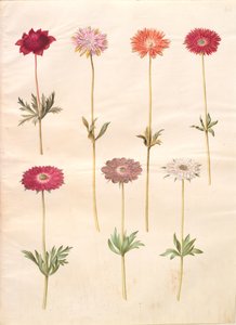 Anemone coronaria (francia kökörcsin); Anemone ×fulgens (fényes kökörcsin) alkotó: Hans Simon Holtzbecker