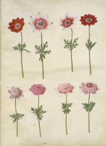 Anemone coronaria L. (francia kökörcsin); Anemone pavonina (páva kökörcsin) alkotó: Hans Simon Holtzbecker