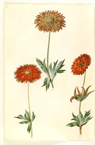 Anemone ×fulgens (fényes kökörcsin) alkotó: Hans Simon Holtzbecker