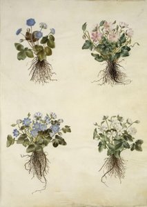 Anemone hepatica (kék kökörcsin) alkotó: Hans Simon Holtzbecker