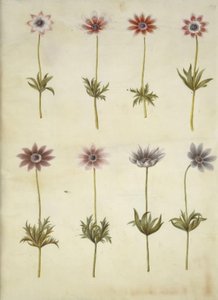 Anemone pavonina (páva kökörcsin) alkotó: Hans Simon Holtzbecker