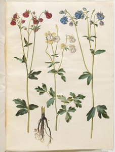 Aquilegia vulgaris (közönséges columbine) alkotó: Hans Simon Holtzbecker