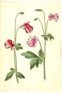 Aquilegia vulgaris (közönséges columbine) alkotó: Hans Simon Holtzbecker