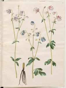 Aquilegia vulgaris (közönséges columbine) alkotó: Hans Simon Holtzbecker