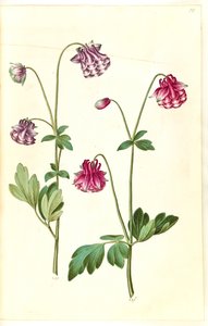 Aquilegia vulgaris (közönséges columbine) alkotó: Hans Simon Holtzbecker