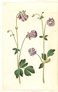 Aquilegia vulgaris (közönséges columbine) alkotó: Hans Simon Holtzbecker