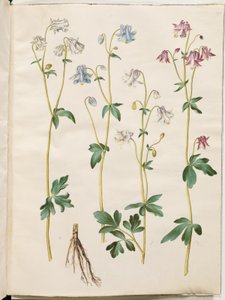 Aquilegia vulgaris (közönséges columbine) alkotó: Hans Simon Holtzbecker