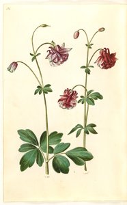 Aquilegia vulgaris (közönséges columbine) alkotó: Hans Simon Holtzbecker