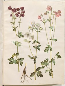 Aquilegia vulgaris (közönséges columbine) alkotó: Hans Simon Holtzbecker