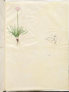 Armeria maritima (közönséges angol fű) alkotó: Hans Simon Holtzbecker