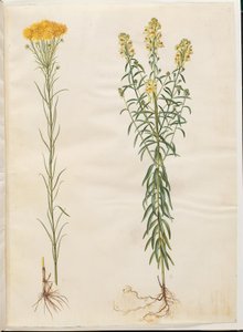 Aster linosyris (aranyszőrű őszirózsa); Linaria vulgaris (közönséges tőkehal) alkotó: Hans Simon Holtzbecker