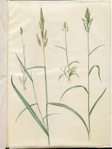 Bromus árpa (blød hejre); Phalaris arundinacea alkotó: Hans Simon Holtzbecker