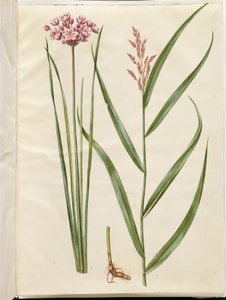 Butomus umbellatus (menyasszonyi gyertya); Phragmites australis (közönséges nád) alkotó: Hans Simon Holtzbecker