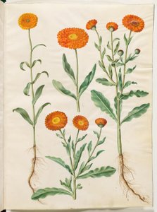Calendula officinalis (kerti körömvirág) alkotó: Hans Simon Holtzbecker