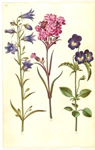 Campanula rotundifolia (kis harang); Silene viscaria (közönséges kátrányszegfűszeg); Viola tricolor (közönséges árvácska) alkotó: Hans Simon Holtzbecker