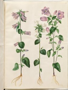 Campanula trachelium (csalán-harang); Campanula medium (Marie harangja)