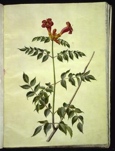 Campsis radicans (közönséges trombitavirág) alkotó: Hans Simon Holtzbecker