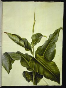 kanna (szem) alkotó: Hans Simon Holtzbecker