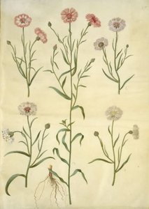 Centaurea cyanus (búzavirág) alkotó: Hans Simon Holtzbecker