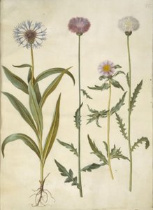 Centaurea montana (hegyi csomó); Amberboa moschata (illatszultán) alkotó: Hans Simon Holtzbecker