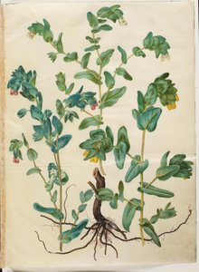 Cerinthe major (stor voksurt) alkotó: Hans Simon Holtzbecker