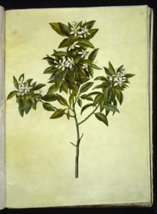 Citrus aurantium (narancs) alkotó: Hans Simon Holtzbecker
