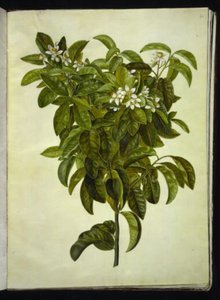 Citrus limon (közönséges citrom) alkotó: Hans Simon Holtzbecker