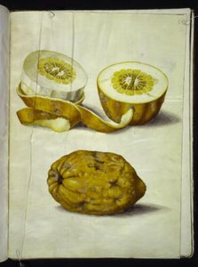 Citrus medica (cedrat) alkotó: Hans Simon Holtzbecker
