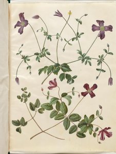 Clematis viticella (olasz skovranke) alkotó: Hans Simon Holtzbecker