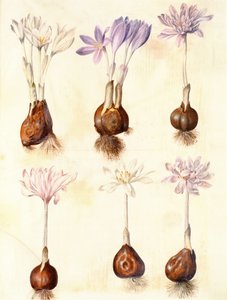 Colchicum autumnale alkotó: Hans Simon Holtzbecker