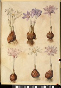 Colchicum autumnale alkotó: Hans Simon Holtzbecker